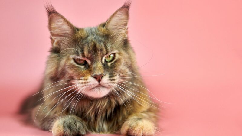 1000 Nama Kucing Perempuan: From Celebrities to Fictional Heroes